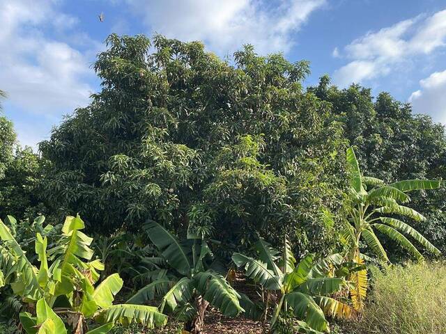 #1061 - Terreno para Venda em Maputo - Maputo