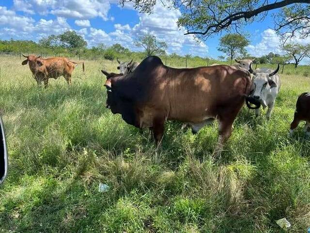 #1391 - Fazenda para Venda em Maputo - Maputo