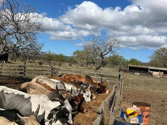 #1391 - Fazenda para Venda em Maputo - Maputo