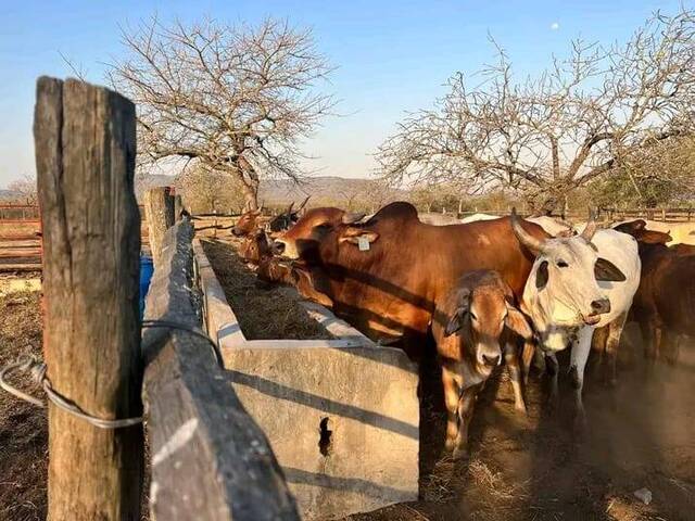 Fazenda para Venda em Maputo - 4