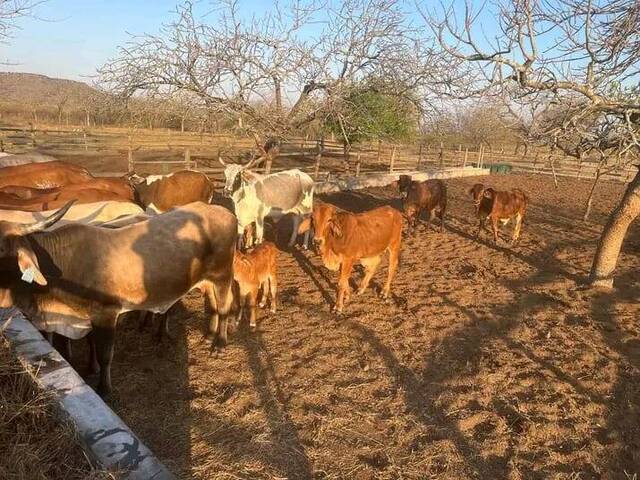 #1391 - Fazenda para Venda em Maputo - Maputo