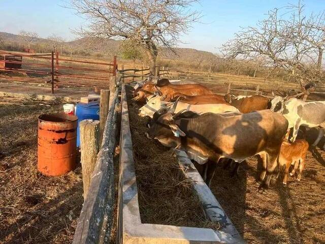 Fazenda para Venda em Maputo - 5