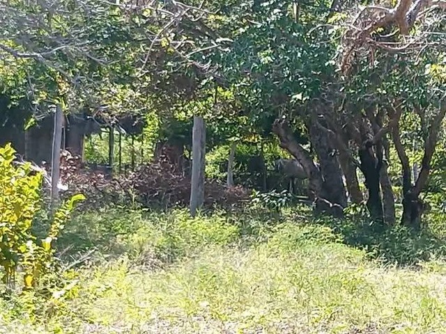 #1630 - Chácara para Venda em Inhambane - Inhambane