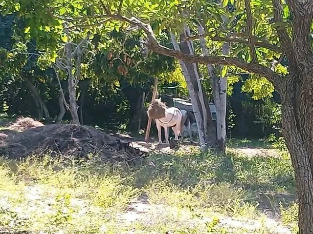 Chácara para Venda em Inhambane - 5