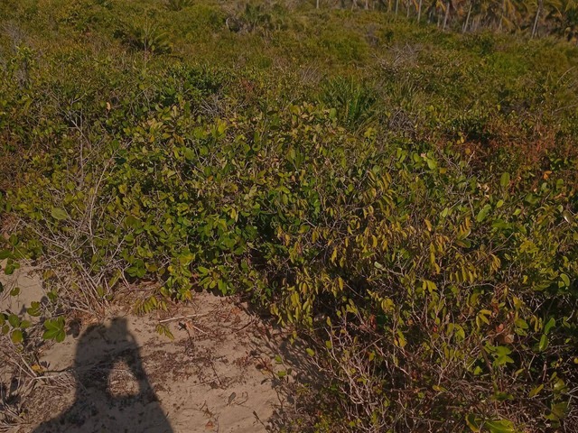 Terreno para Venda em Inhambane - 5