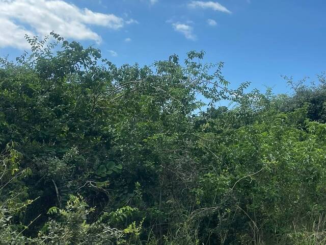 #7358 - Área para Venda em Maputo - Maputo